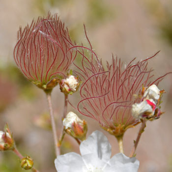 Apache Plume has beautiful fruits of purplish silver feathery plumes growing upward to maturity. (Feathery plumes originate from the flowers’ ovary styles) Fallugia paradoxa